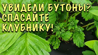 На КЛУБНИКЕ БУТОНЫ! СРОЧНО спасаем ОТ ДОЛГОНОСИКА! Рецепт КОКТЕЙЛЯ 3 в 1