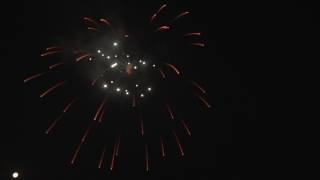 6 inch display shells (Charcoal Willow w/White Strobe Pistil)