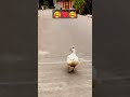 Tauba Ye Matwali Chaal Cute Funny Entertaining Duck Love Birdslover Justchill Smileonce1202 Tauba Ye Matwali Chaal Cute Funny Entertaining Duck Love Birdslover Justchill Smileonce1202