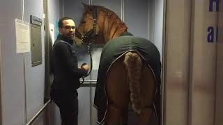 Peyo, le cheval thérapeute de la Chartreuse à Dijon