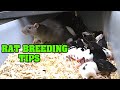 Rat breeding tips  a few how to tips to keep your rats going  breeding your own feeders is a must