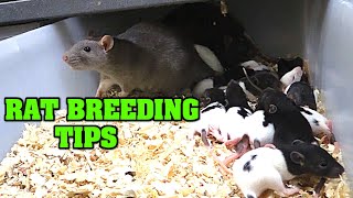 RAT BREEDING TIPS!  A few how to tips to keep your rats going.  Breeding your own feeders is a MUST!