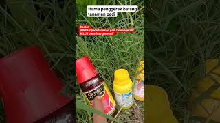 cara mengatasi sundep dan beluk pada tanaman padi hama pnggerek batang