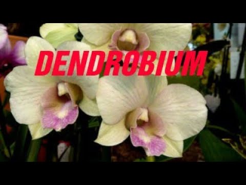 Veja a Diferença entre DENDROBIUM NOBILOR e DENPHAL - thptnganamst.edu.vn