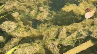 Hydrilla concerns in Lake Austin grow as city heads into warmer months