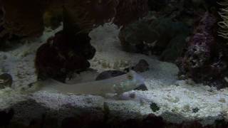 Guri's Aquarium :Diamond Watchman Goby , Shot with SONY HDR-XR350V