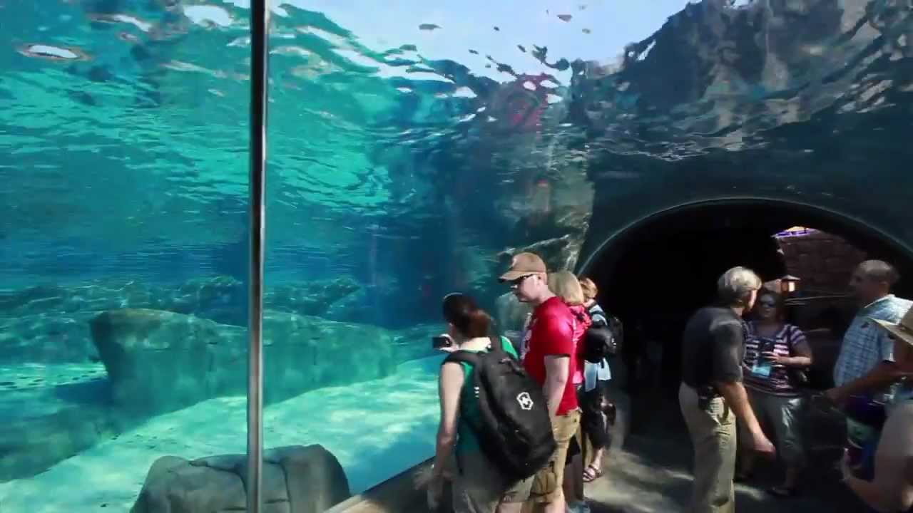 St. Louis Zoo Sea Lion Sound - YouTube