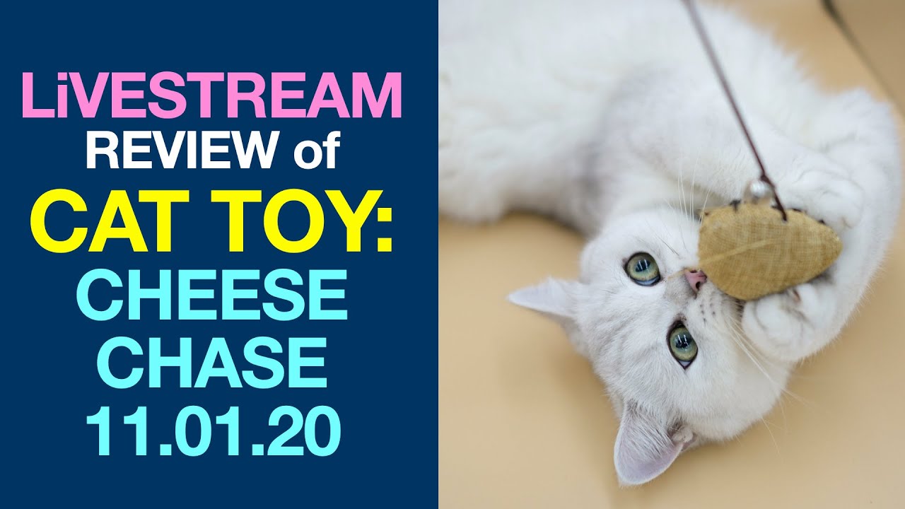 Livestream Review Of Cat Toy Cheese