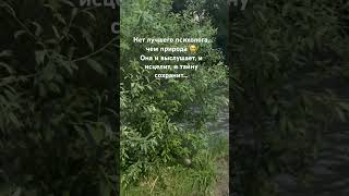 Уединение с природой-это возможность переосмыслить жизненные ценности и заглянуть внутрь себя.
