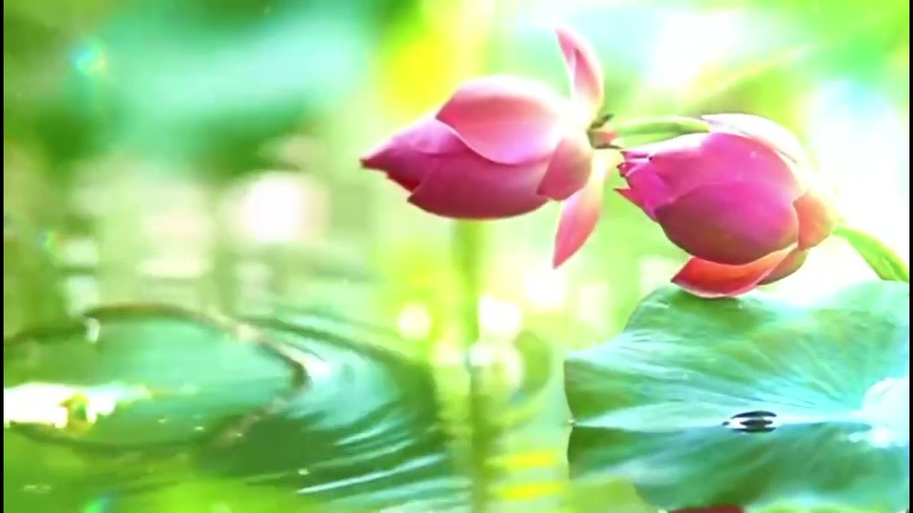 Âm Thanh Thiền Tĩnh Tâm | Gột Rửa Phiền Não