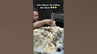 Dulu Ditawar Rp.2 Milyar Gak Dijual - Anjing Alaskan Malamute
