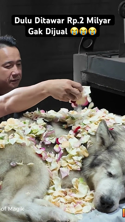 Dulu Ditawar Rp.2 Milyar Gak Dijual - Anjing Alaskan Malamute
