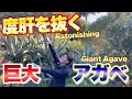 【衝撃！】花を咲かせた巨大アガベに度肝を抜かれました【アガベの育て方】