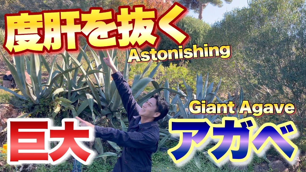 Shocking!] I was blown away by this giant agave that bloomed! [How