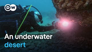 Mediterranean Sea shows climate change's impact in real time | Focus on Europe