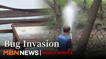 Love Bug Invasion: Citizens Struggle with Unbearable Swarms