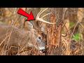 15 Deer Behaviors Every Hunter Ignores — Understanding These Will 3X Your Buck Sightings