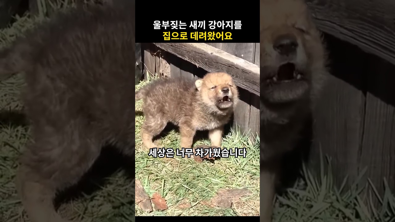 울부짖는 강아지를 집으로 데려오자 놀라운 반응