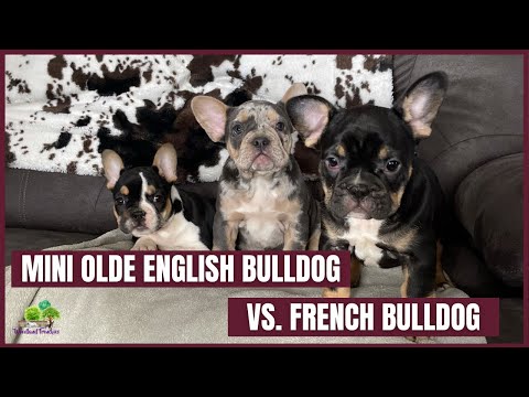 Видео: Каква е разликата между Teacup & Regular Миниатюрни Pinccher Pups?