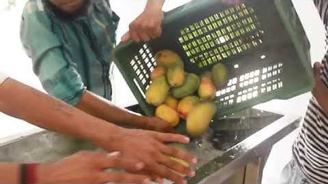 MANGO PROCESSING PLANT/MANGO PULP PROCESSING BY ANJOPLUS MACHINES