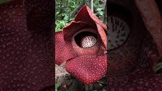 Rafflesia arnoldii in its habitat in Bengkulu