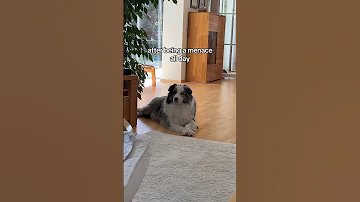 Its Draining To Be A Menace Funnydog Dogmom 