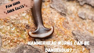 Hammerhead Worms vs. Dogs: Unraveling the Toxic Mystery