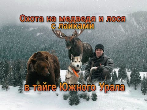 Видео: Охота на медведя и лося с лайками в тайге Южного Урала.