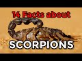 14 Fascinating facts about Scorpions