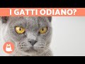 5 SEGNALI che il tuo gatto ti odia 😾