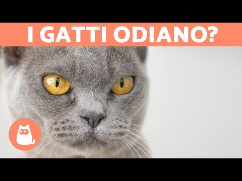 Video: 5 Cose Che Stressano Il Tuo Gatto