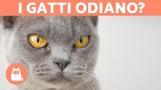 5 SEGNALI che il tuo gatto ti odia