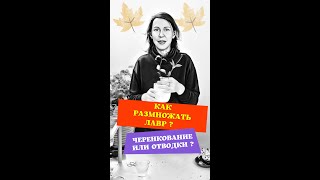 Как размножать лавр ?  Черенкование или отводки ?