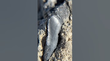 What does a paleontologist find on the beach? A rock with two HIDDEN FOSSILS! 🪨 #fossils