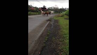 Herding Horses - Costa Rica