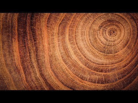 Video: Cuánto tiempo viven los árboles - Aprende sobre la edad promedio de los árboles