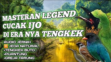 MASTERAN TEMBAKAN KASAR CUCAK IJO TENGKEK BUTO,PIJANTUNG,GREJA #cucakijo #cucakijogacor #kicaumania
