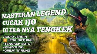 MASTERAN TEMBAKAN KASAR CUCAK IJO TENGKEK BUTO,PIJANTUNG,GREJA #cucakijo #cucakijogacor #kicaumania
