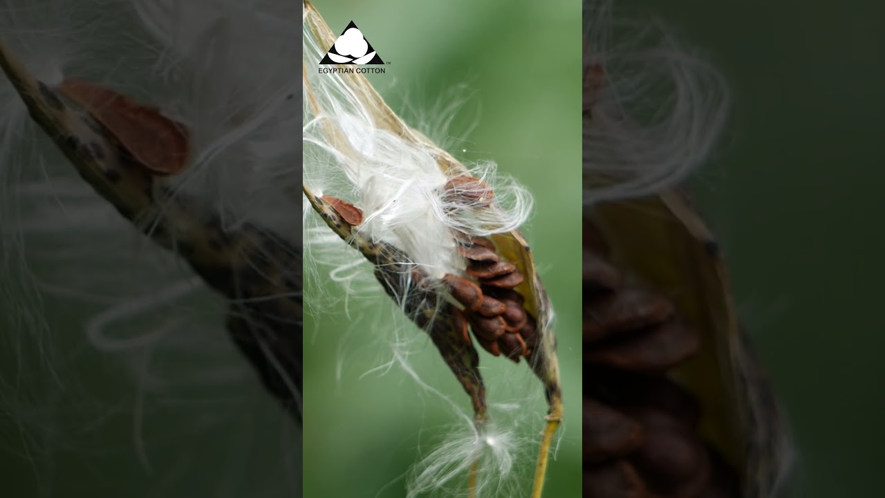 From a seed. To an incomparable silky smooth thread. Protected by Cotton Egypt Association.