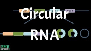 What Is Circular RNA | circRNA | Types Of Circular RNA |