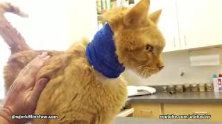 UPDATE: Zeus Recovering After Surgery To Remove Lymphoma Tumor by Ginger Kitties Four 16,930 views 4 years ago 6 minutes