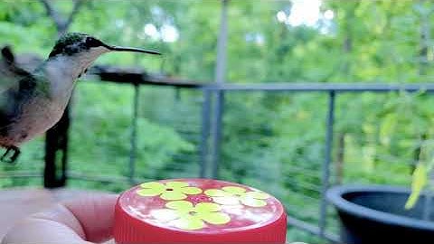 Hand feeding Ruby-throated Hummingbirds! 4K UHD