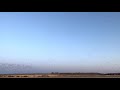 Spring Snow Goose Migration, Montana