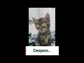 Забавные сонные малыши Забавные сонные малыши