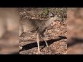 Man Spots Strange Looking Deer, Realizes It Desperately Needs His Help!