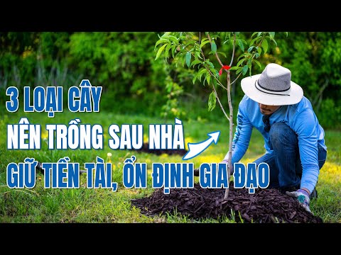 3 Loại Cây Nên Trồng Sau Nhà, Trấn Giữ Tiền Tài Và Mang Lại Sự Ổn Định Cho Gia Đình