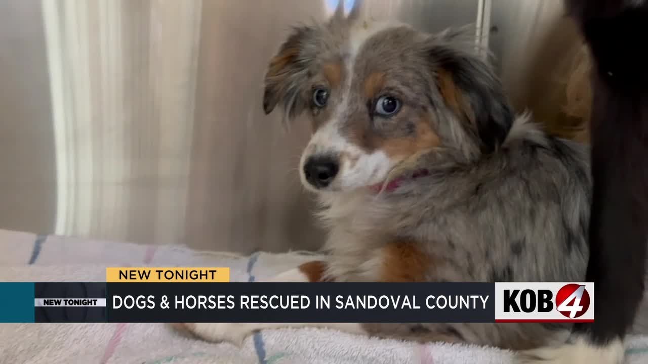 Horses and dozens of dogs rescued in hoarding case - YouTube