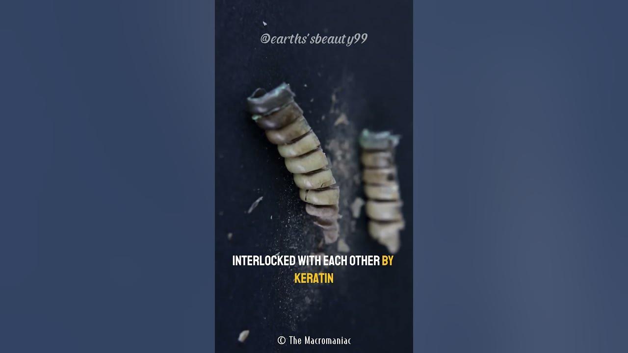 how-does-a-rattlesnake-rattles-make-sound-youtube