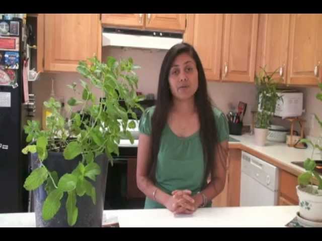 How to Grow Mint  - Pudina - Gardening by Bhavna | Bhavna