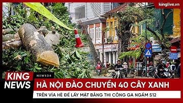 Hà Nội đào chuyển 40 cây xanh trên vỉa hè phố Trần Hưng Đạo để lấy mặt bằng thi công ga ngầm S12